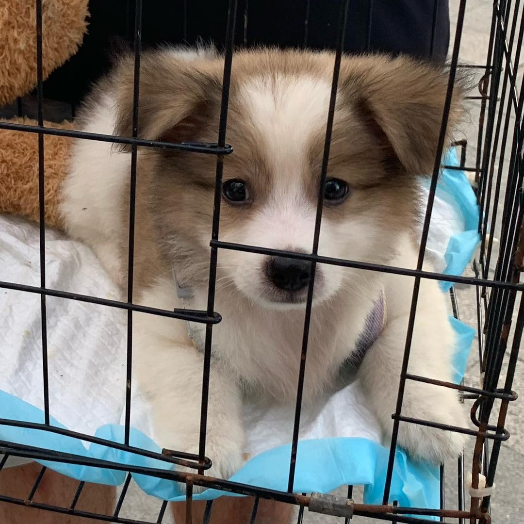 我的狗狗可乐呀