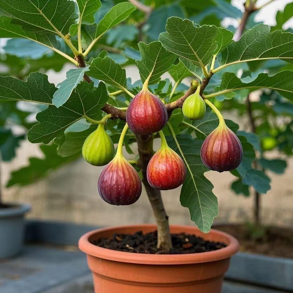 林迪果树苗木专营店2号