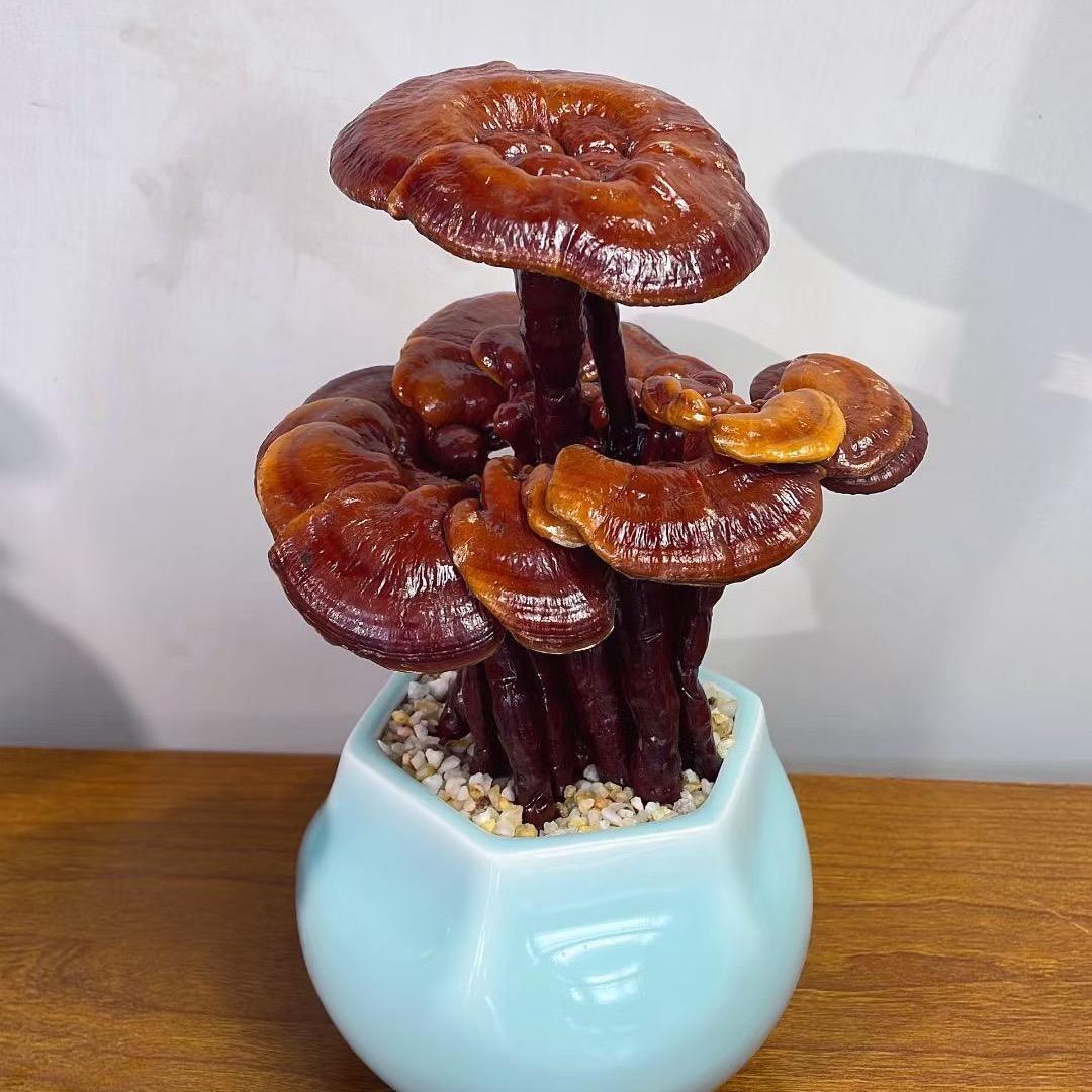 如意灵芝盆景坊2