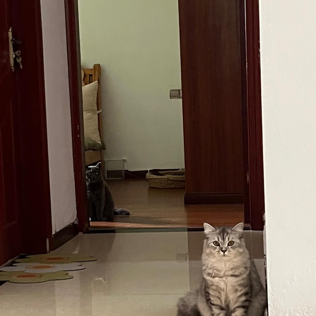 婉婉是只猫