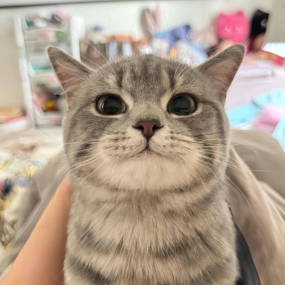 旭旦日升