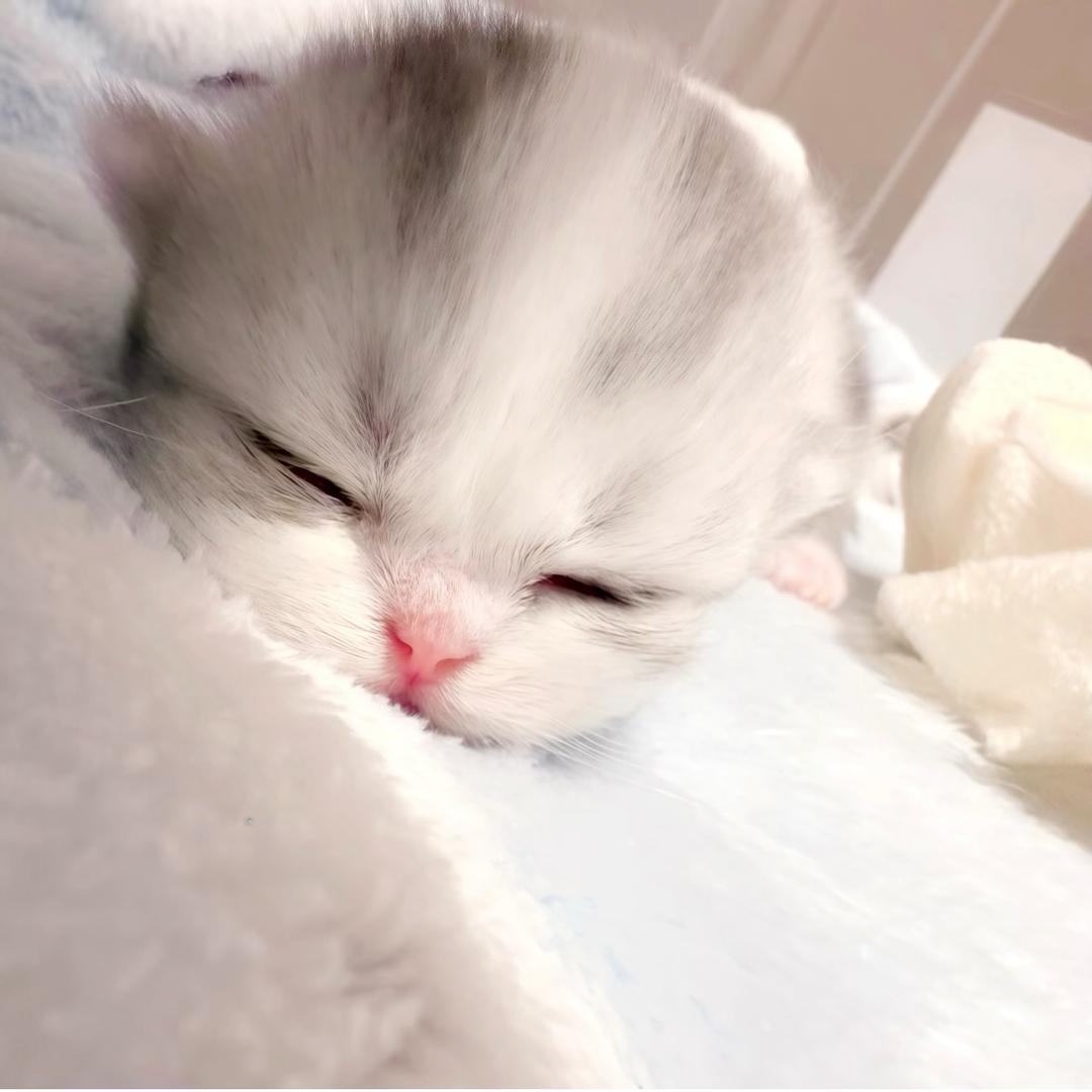 高磊磊.