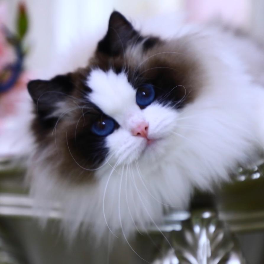 深圳廷拉王姐家的布偶猫