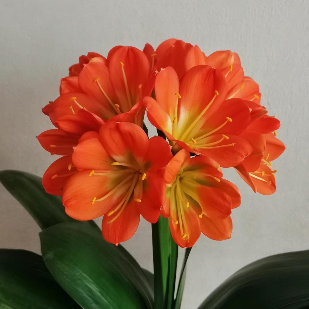 零一花卉