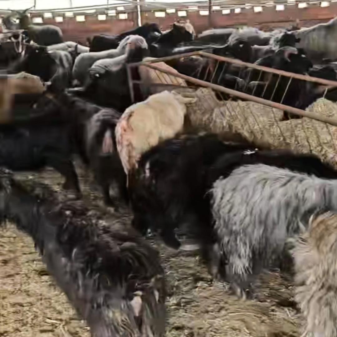 江西吉安福耀羊厂（源头厂家）