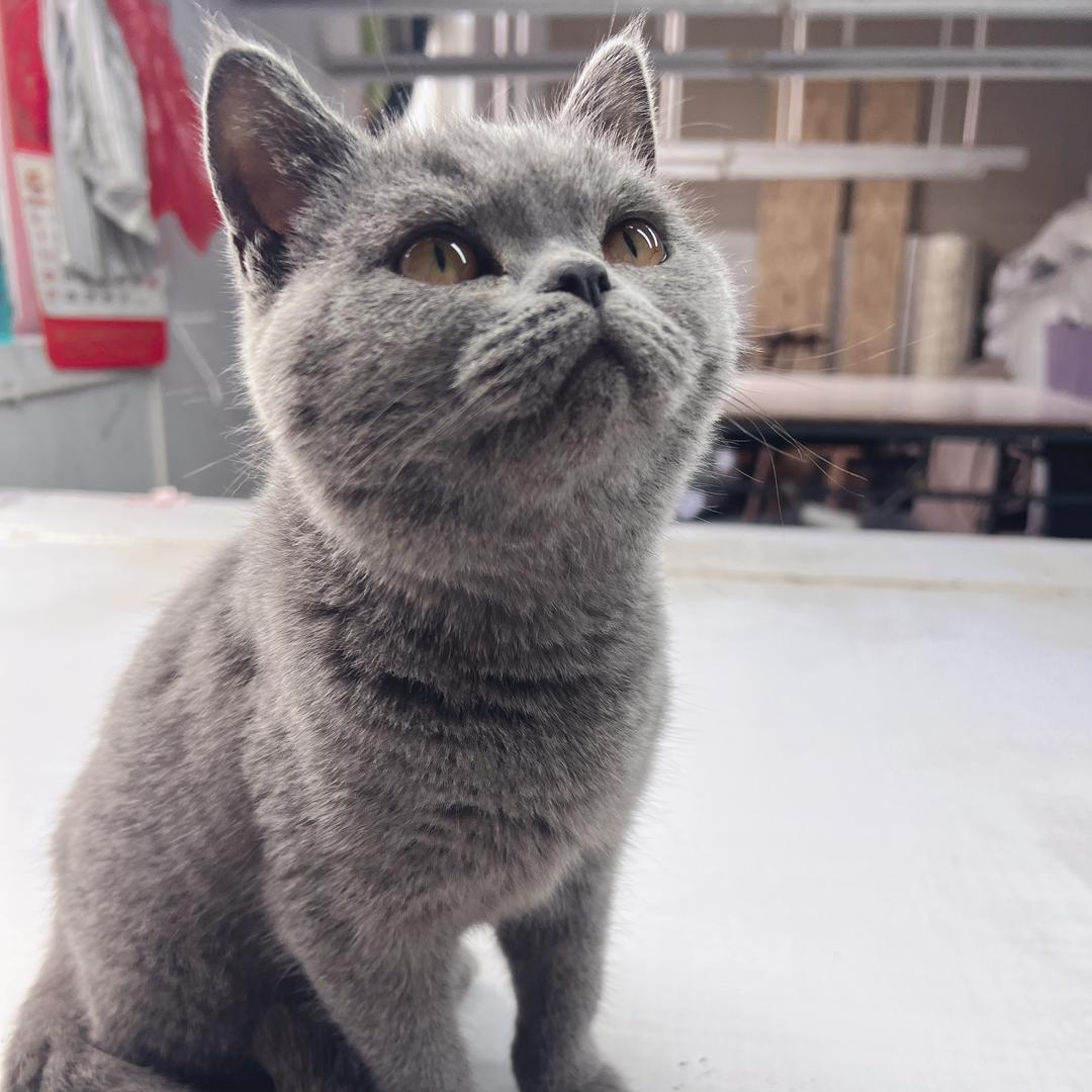 王小妞（好物在橱窗）