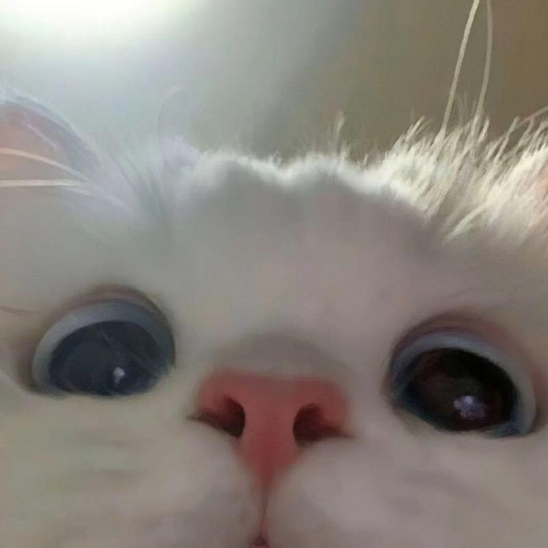 我是一只小猫