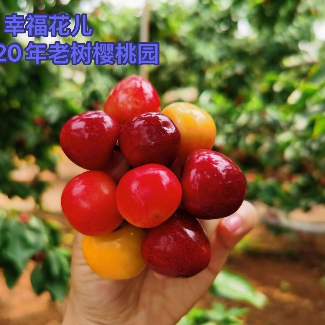 大连智榛科技优品严选店