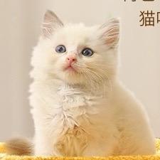 猫壹壹甄选（不计成本）