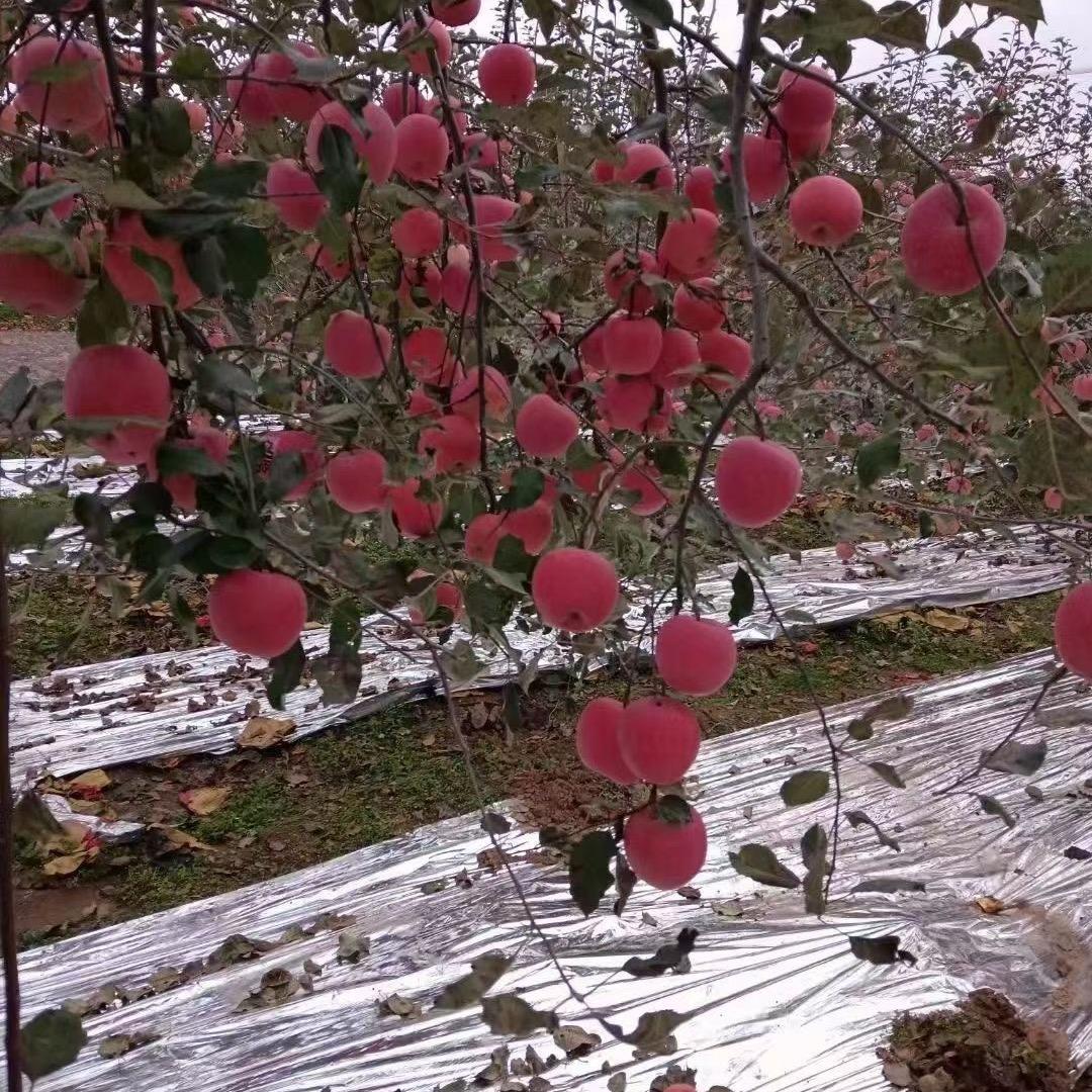 脆甜苹果之家