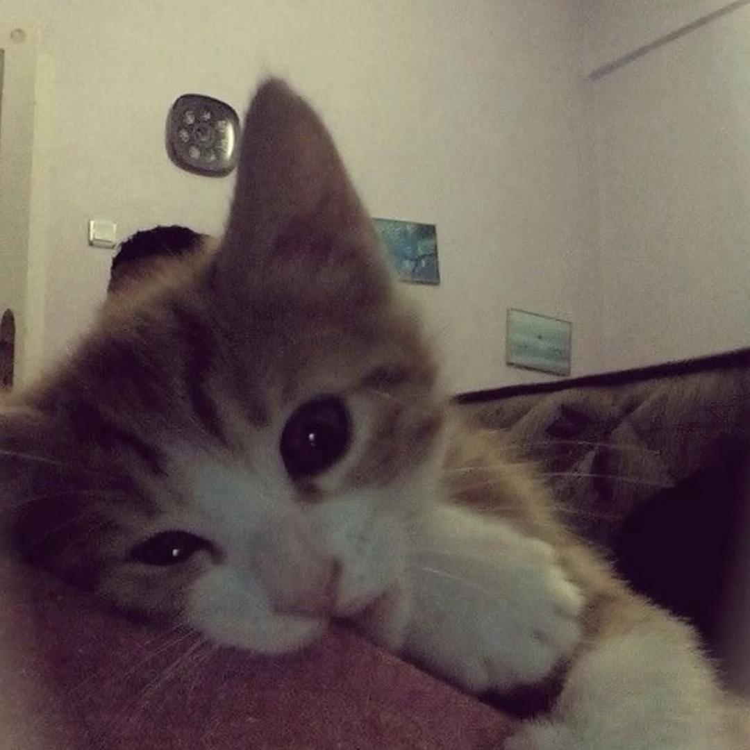 毛茸茸不是食人鱼