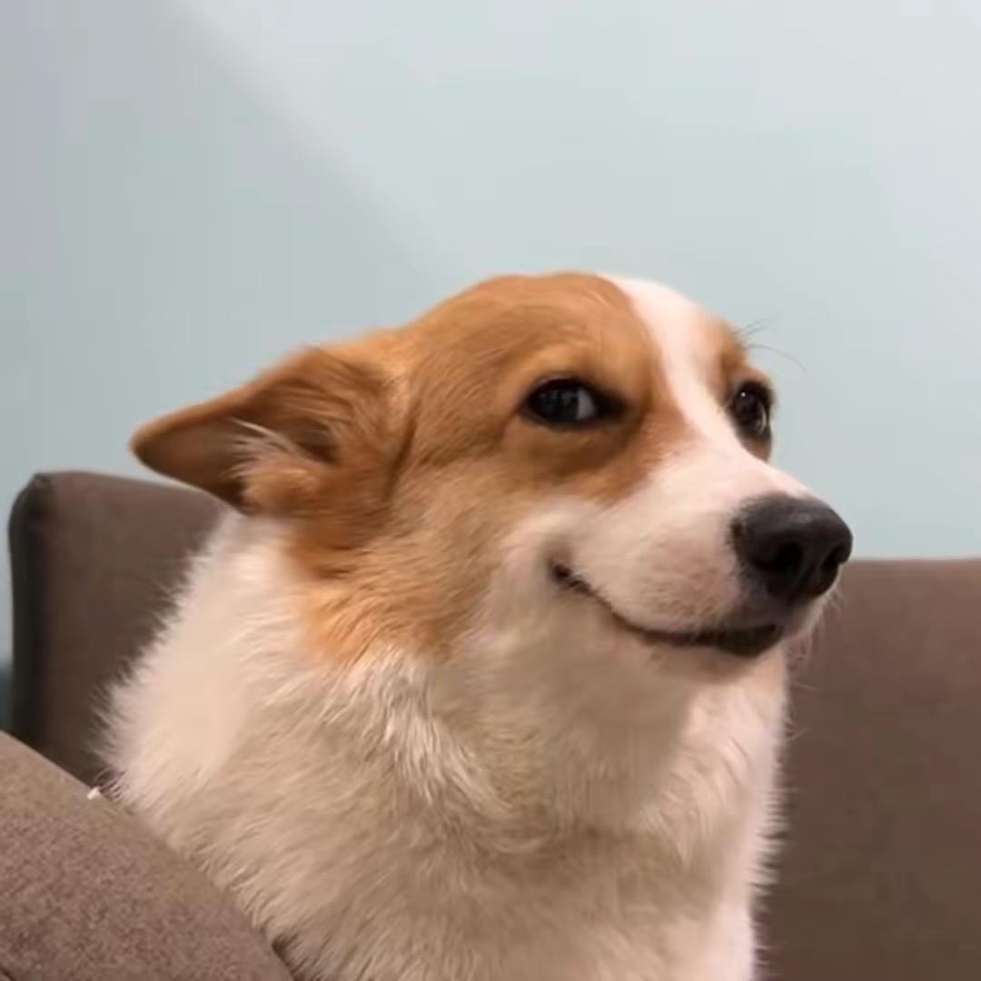 柯基猪🐷樱桃🍒