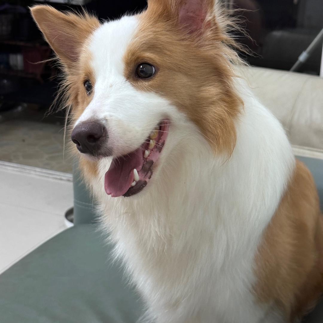 playyi