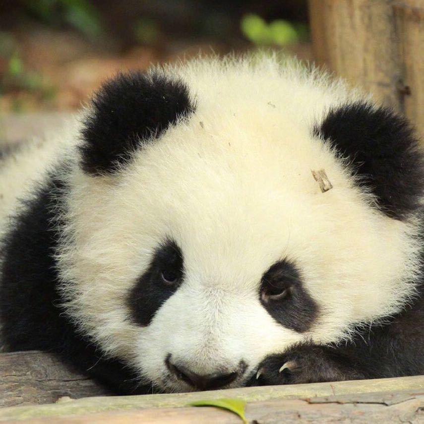 我的龟龟🐢