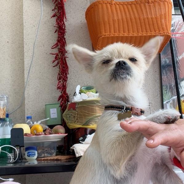 兜兜齿泰博姑娘🐶和马尔泰帅小伙🐶