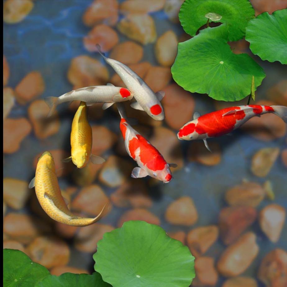 溪水留金