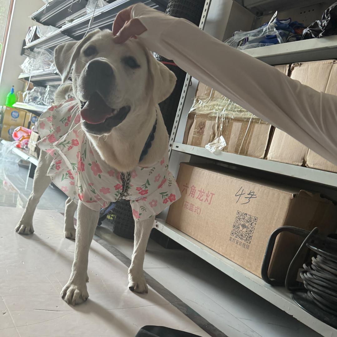 豆包🐕