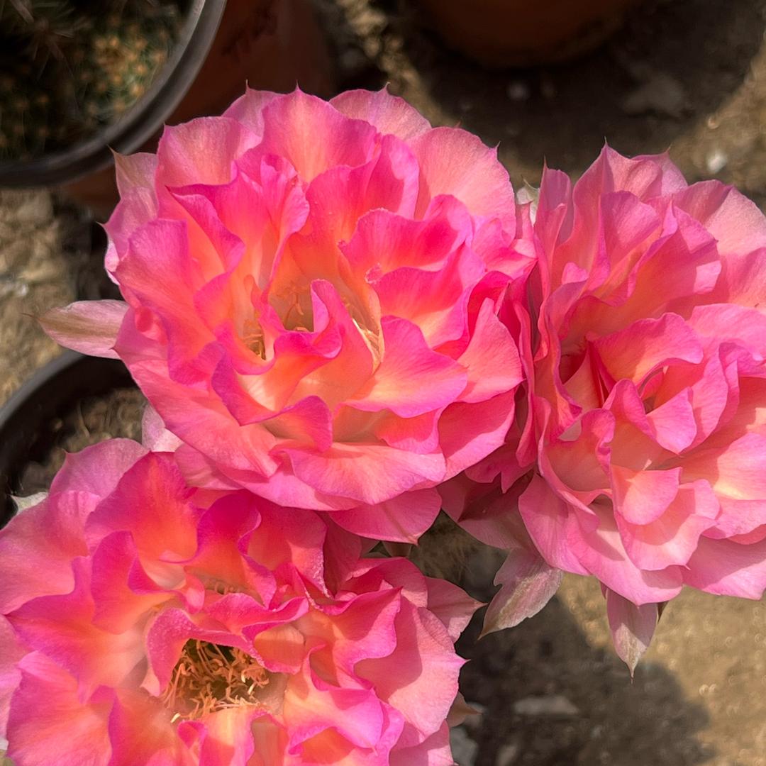 多多的仙人掌园艺