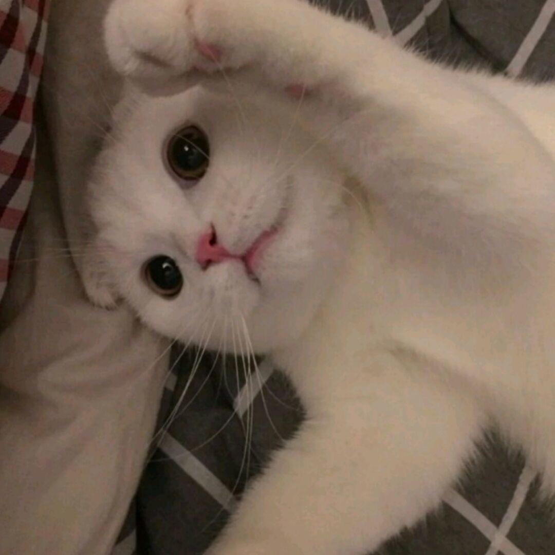 ⭐️云团中央有星.