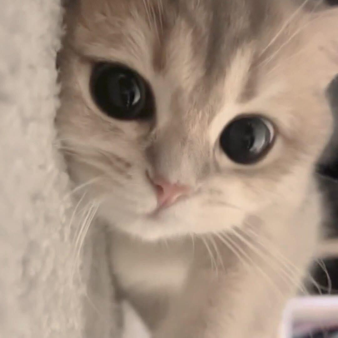 谙