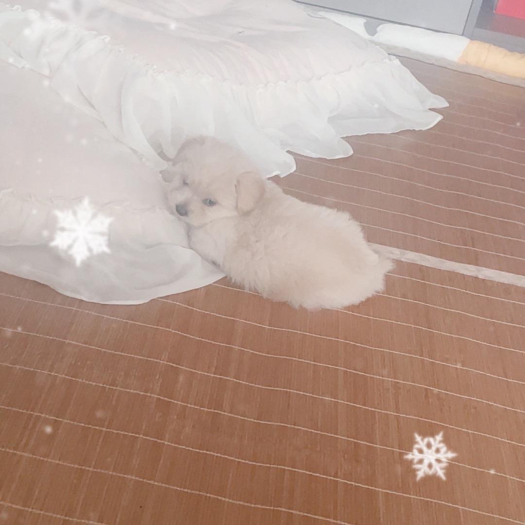 王小妹
