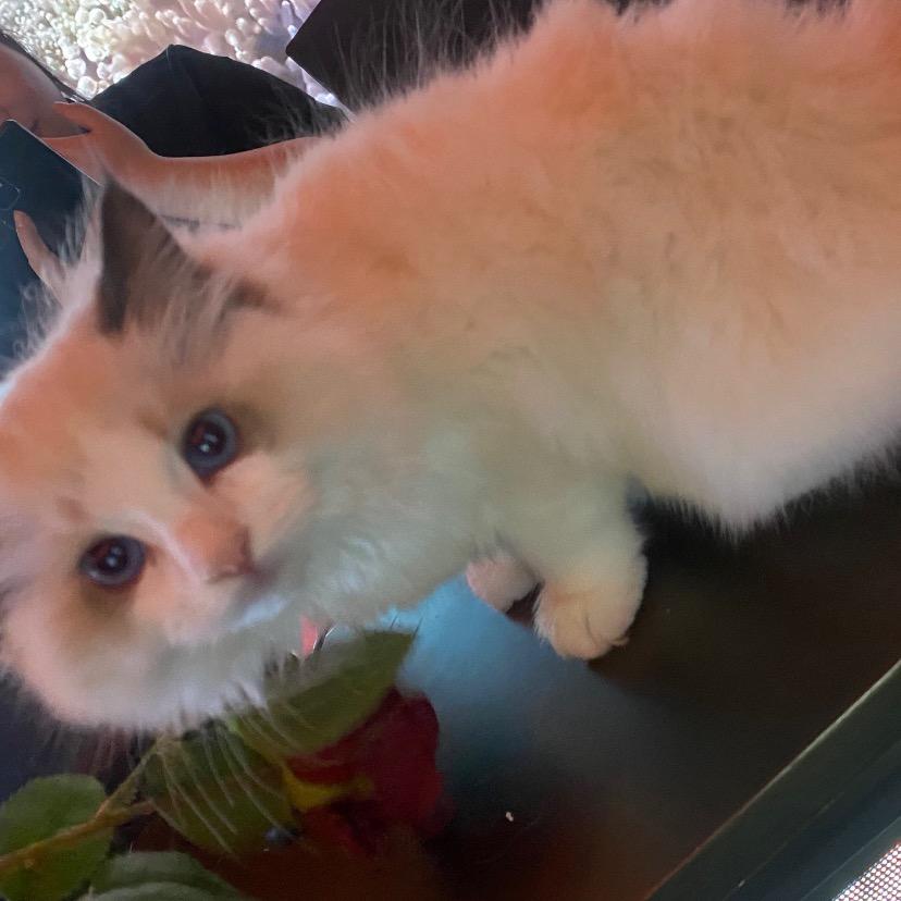 喵🐱