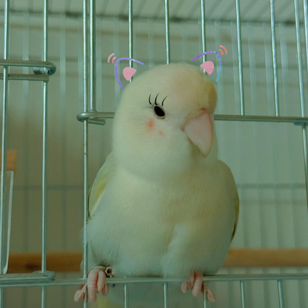 萌之蛋壳