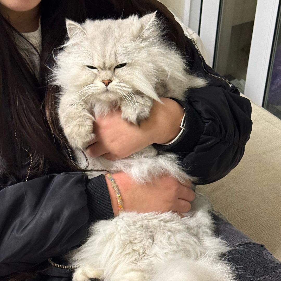 吃饭了吗