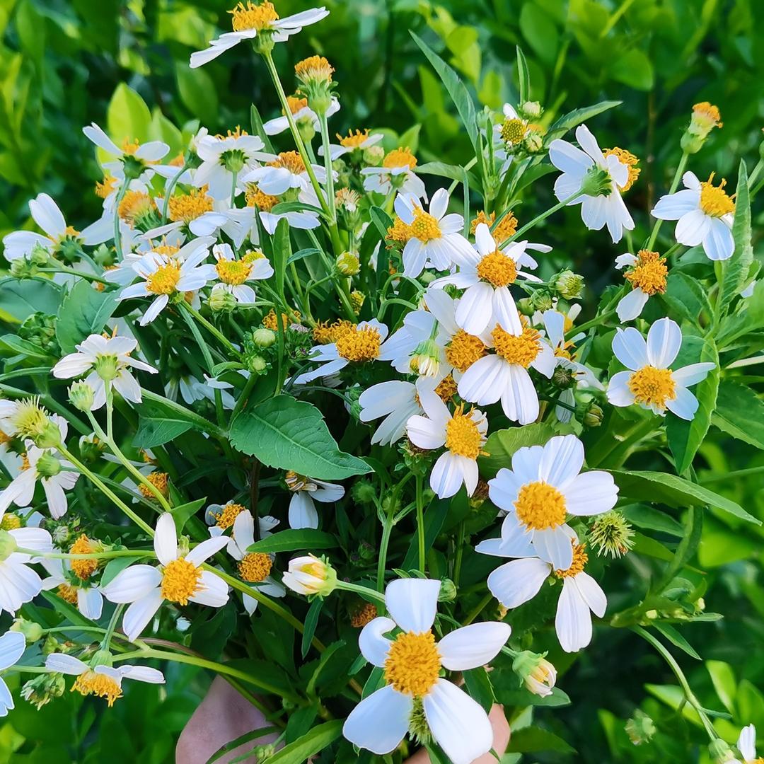 小倩田园(努力版)