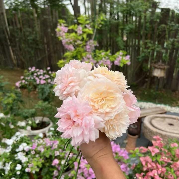 凌叔的小花园