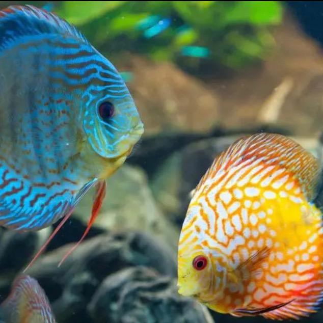 看鱼🐟