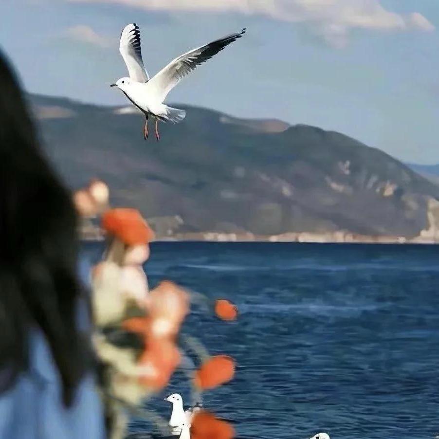 🔥1376～德吉藏装🔥