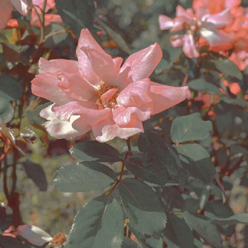 糯🌸