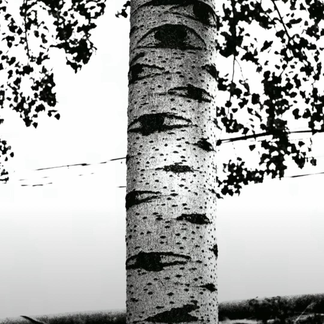 時日低矮而天下羊白