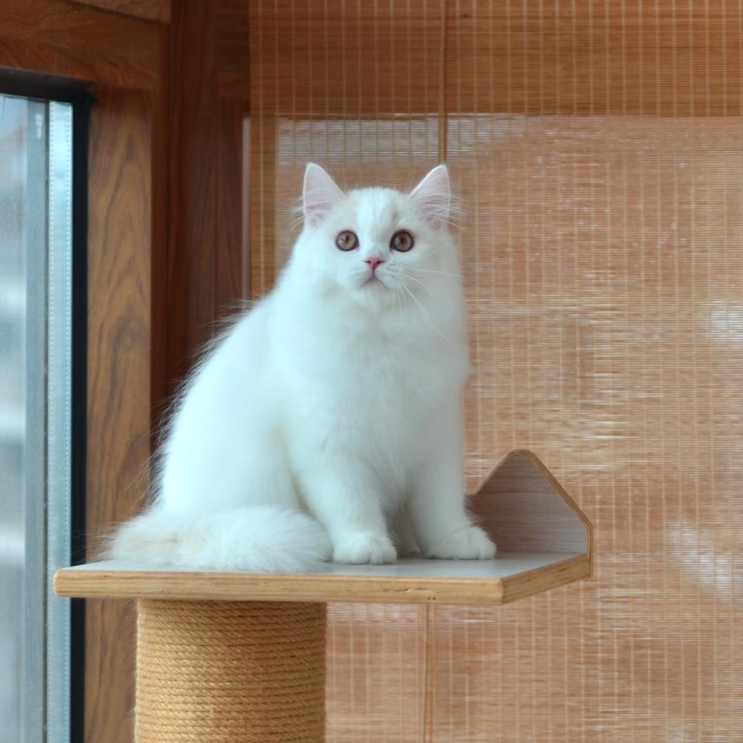 麻麻吖