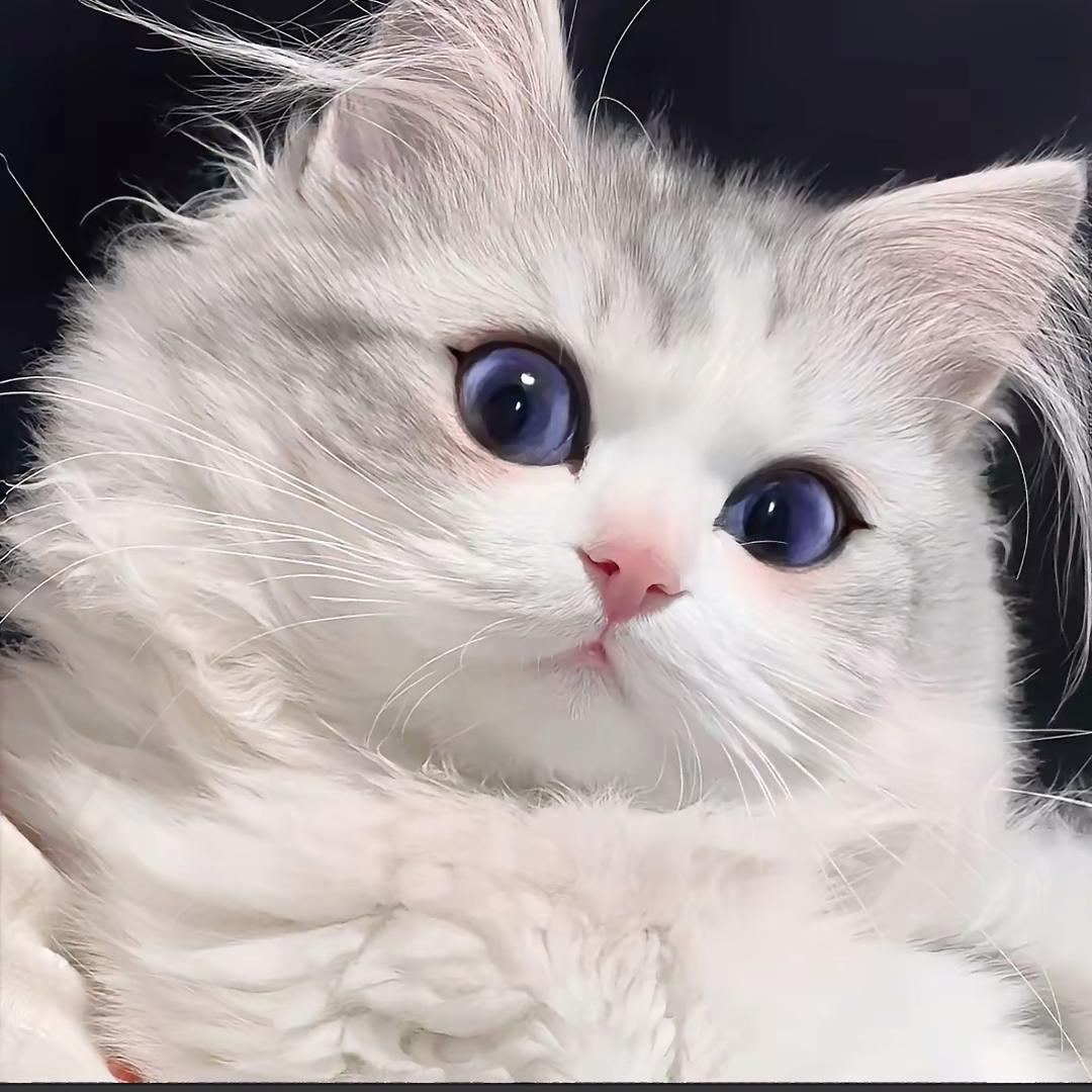 蛋蛋