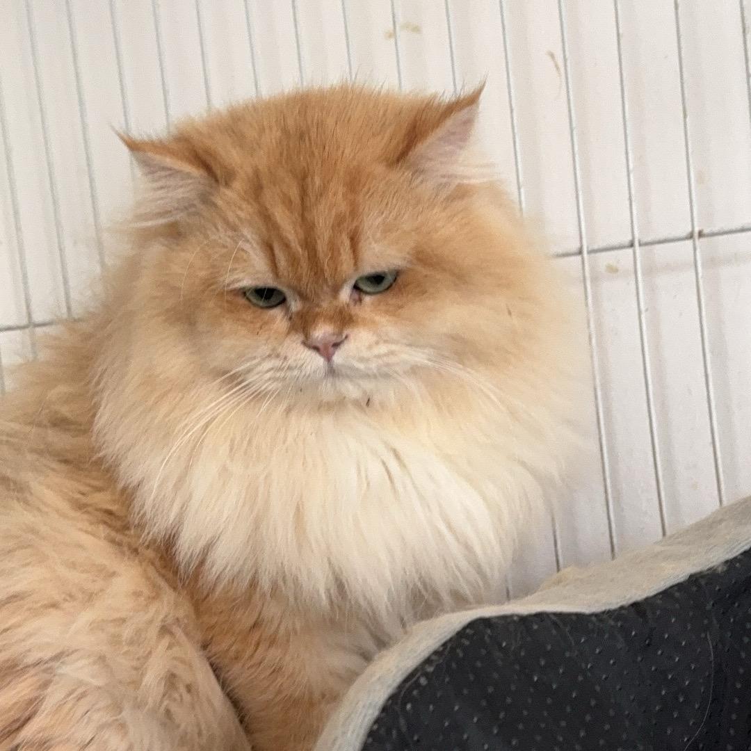 可乐家庭养猫工作室