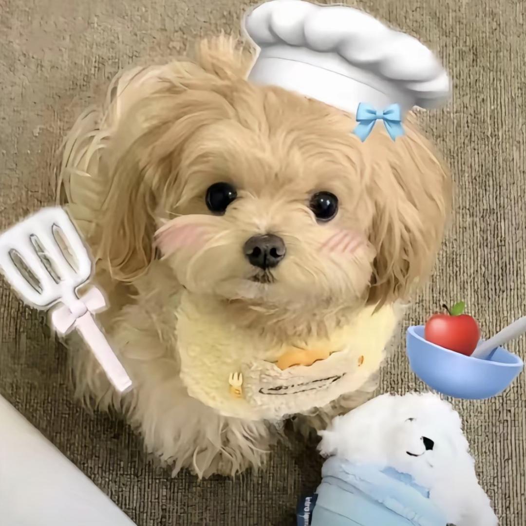 我系寄居蟹🐚