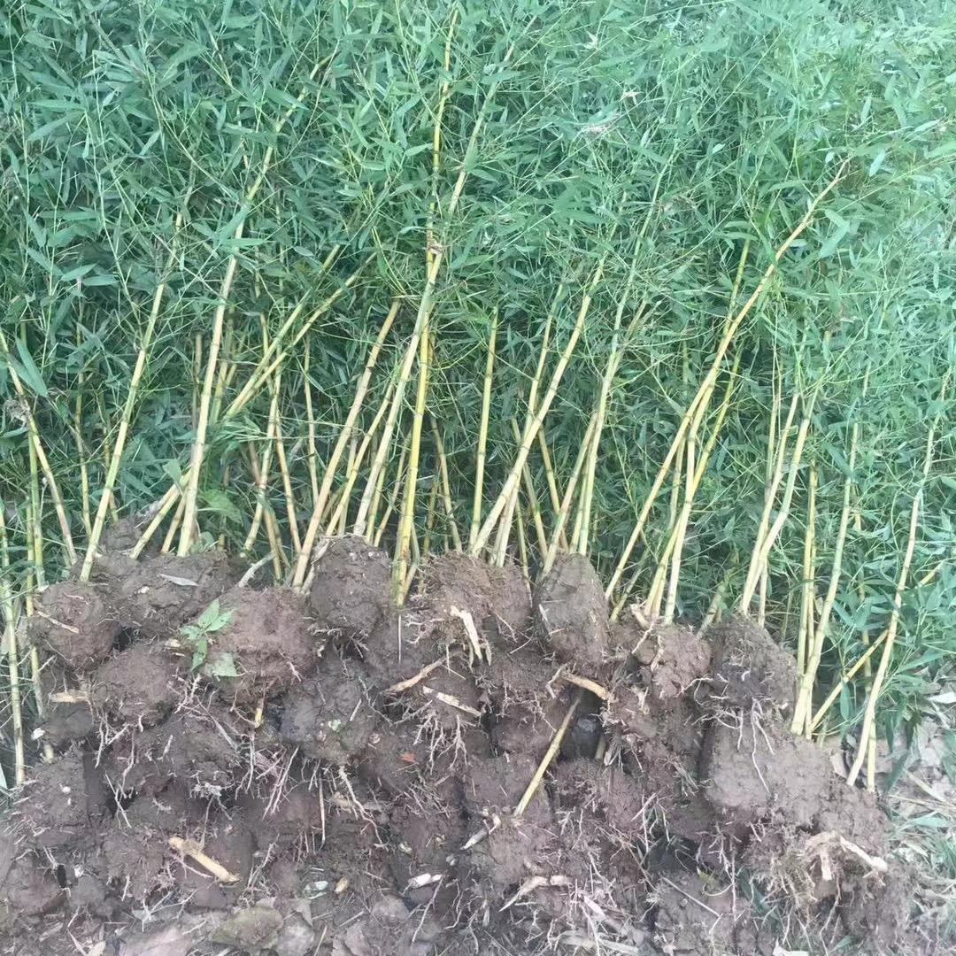 大晨绿植竹苗园艺