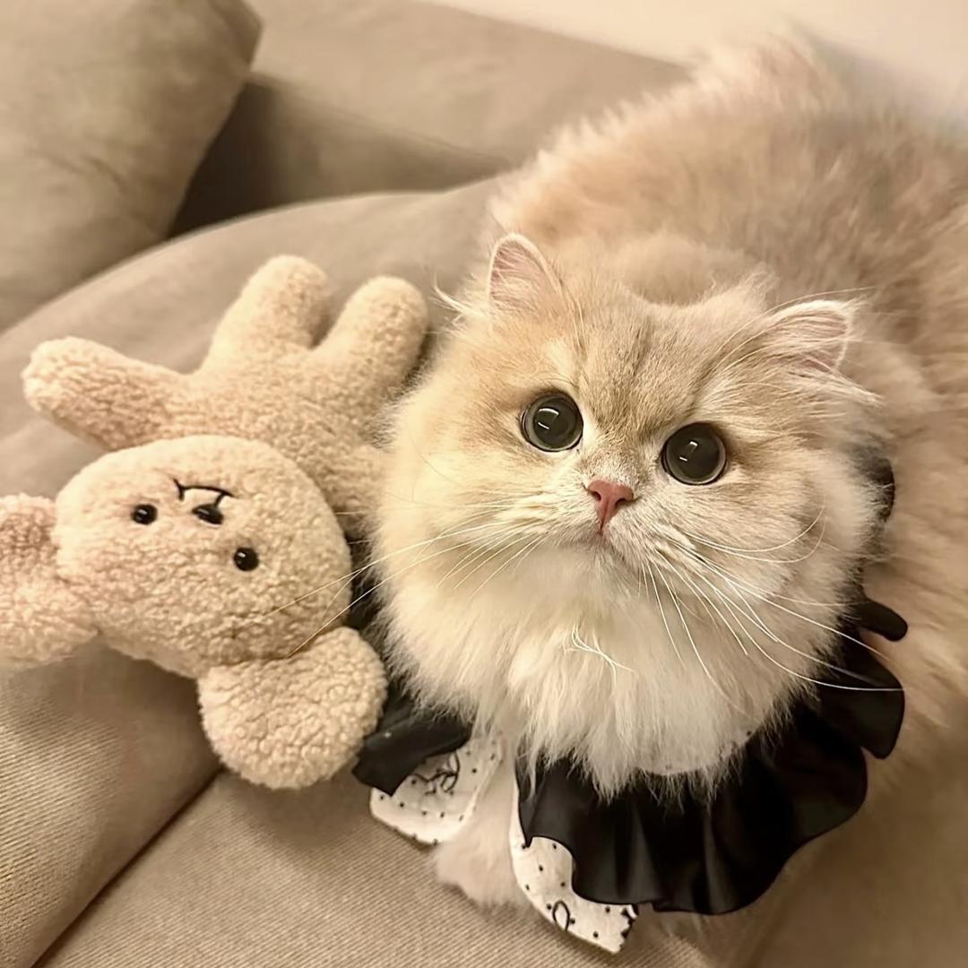 馋嘴猫星球零食店