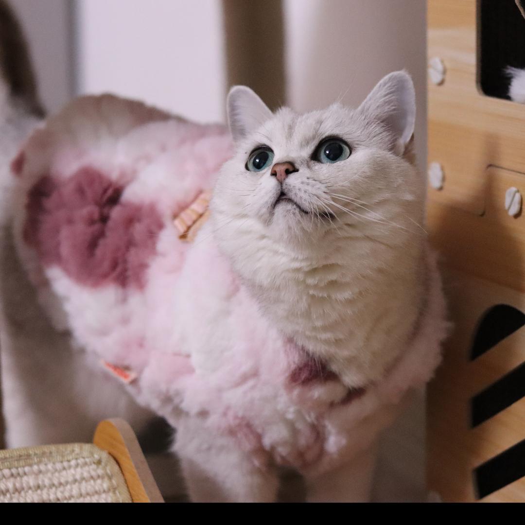 猫哆哆🍚