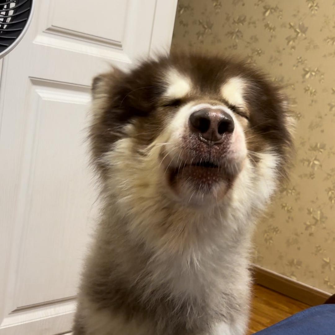 阿拉猪小飞