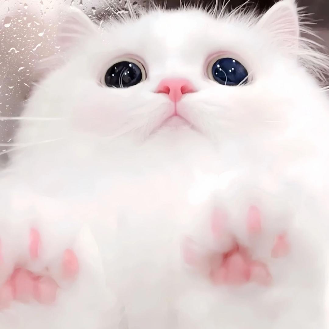 萌宅