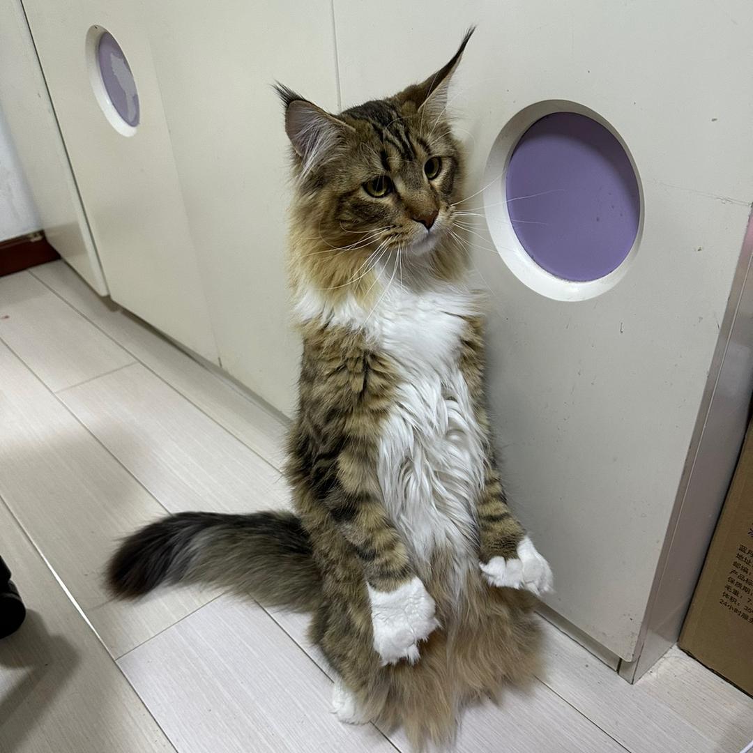 阿狸是只缅因猫🐱