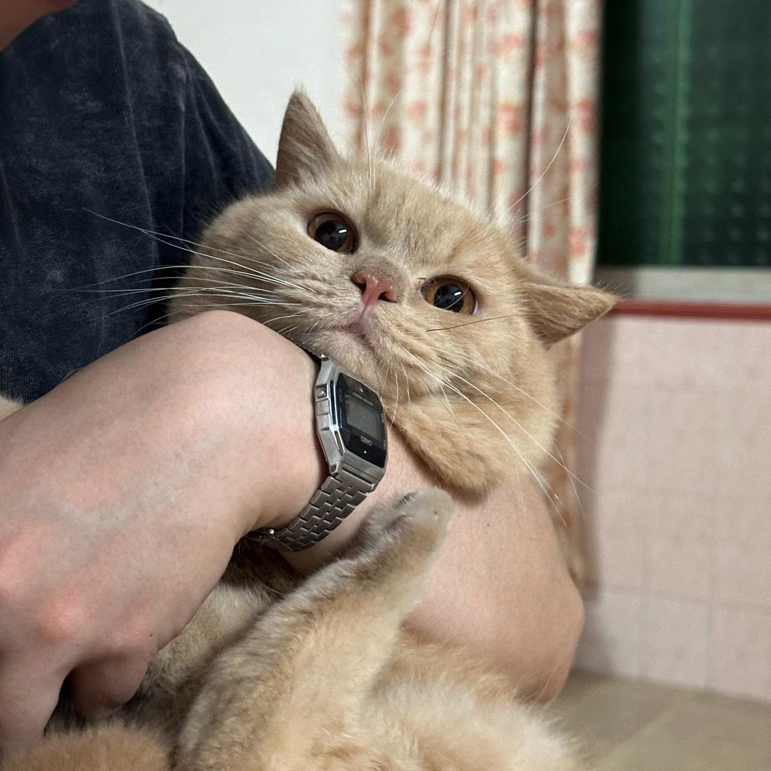 春核