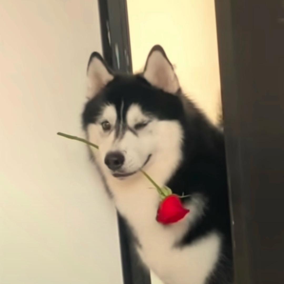黑狼说剧
