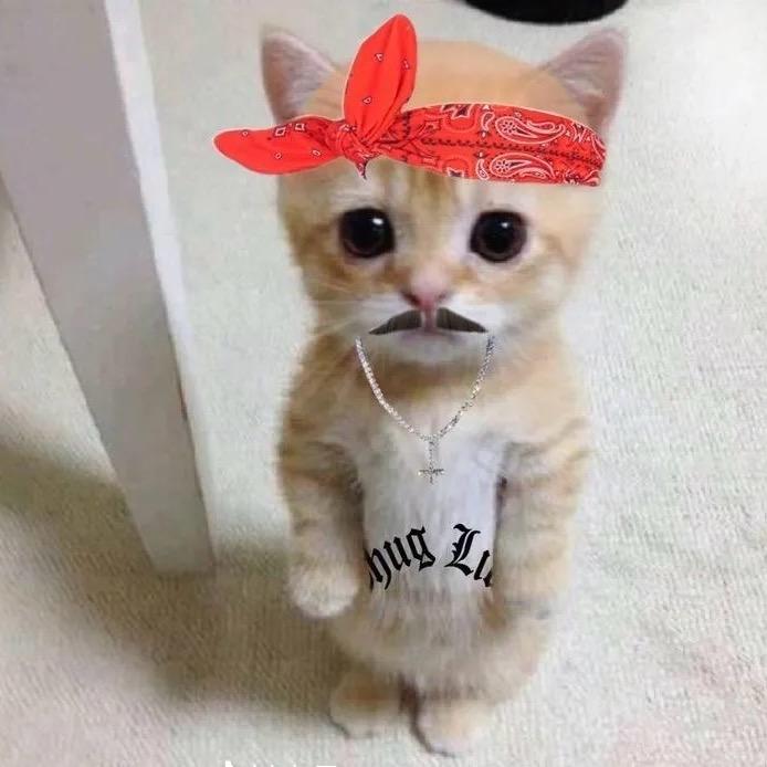 壮壮66.