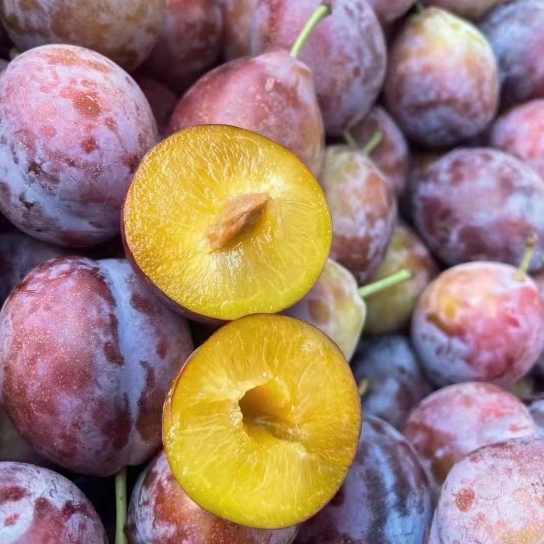 新疆一枝花源头基地