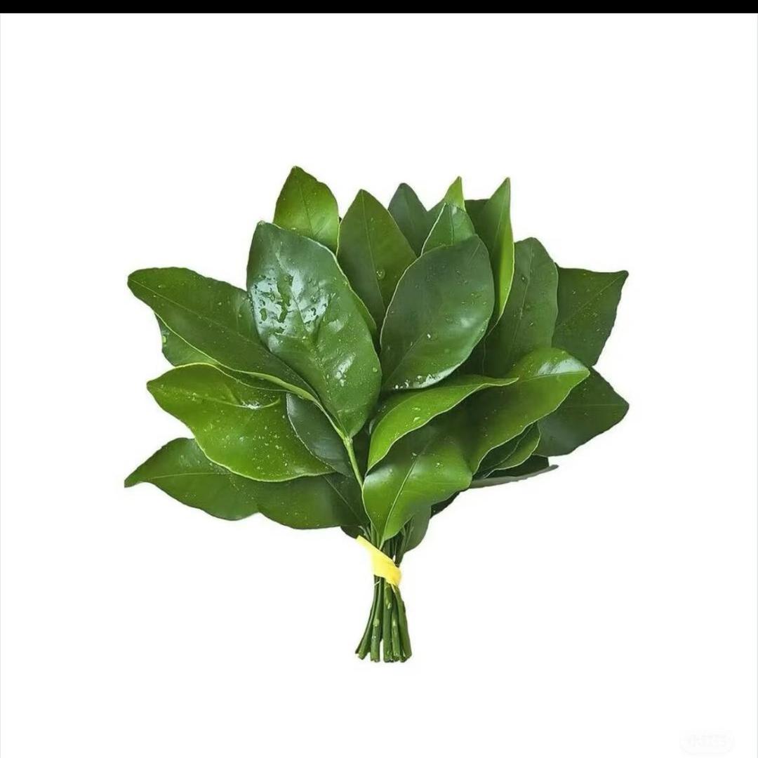 王二吖（虫虫姑姑）