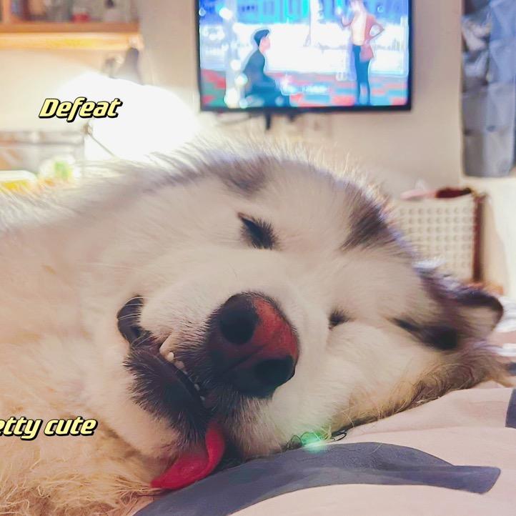 南山北有桃花🌸